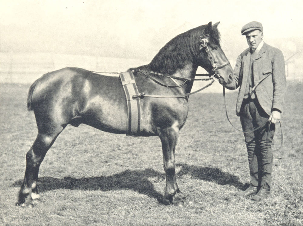 HORSES. Fell Pony Stallion-